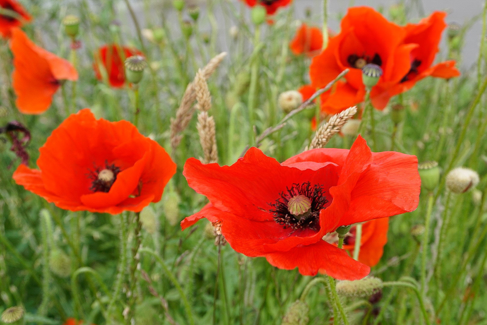 Der Mohn Foto &amp; Bild | pflanzen, pilze &amp; flechten, blüten ...