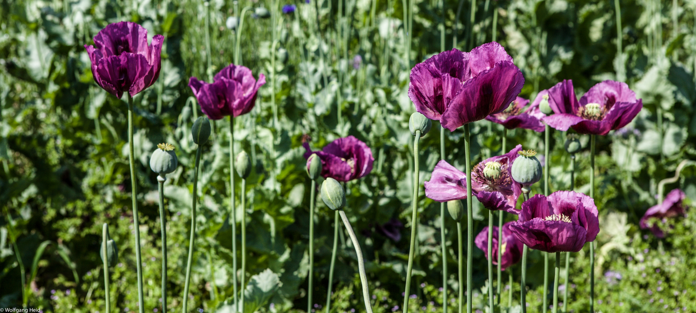 Der Mohn.