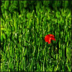 Der Mohn