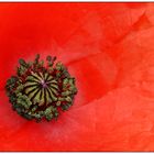 Der Mohn,..