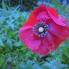 Der Mohn , er blüht auch noch im Oktober 