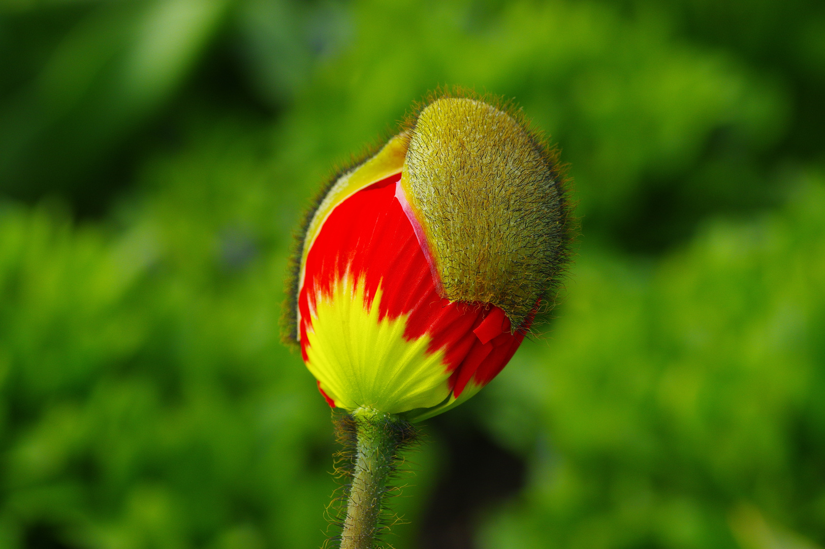 Der Mohn erblüht