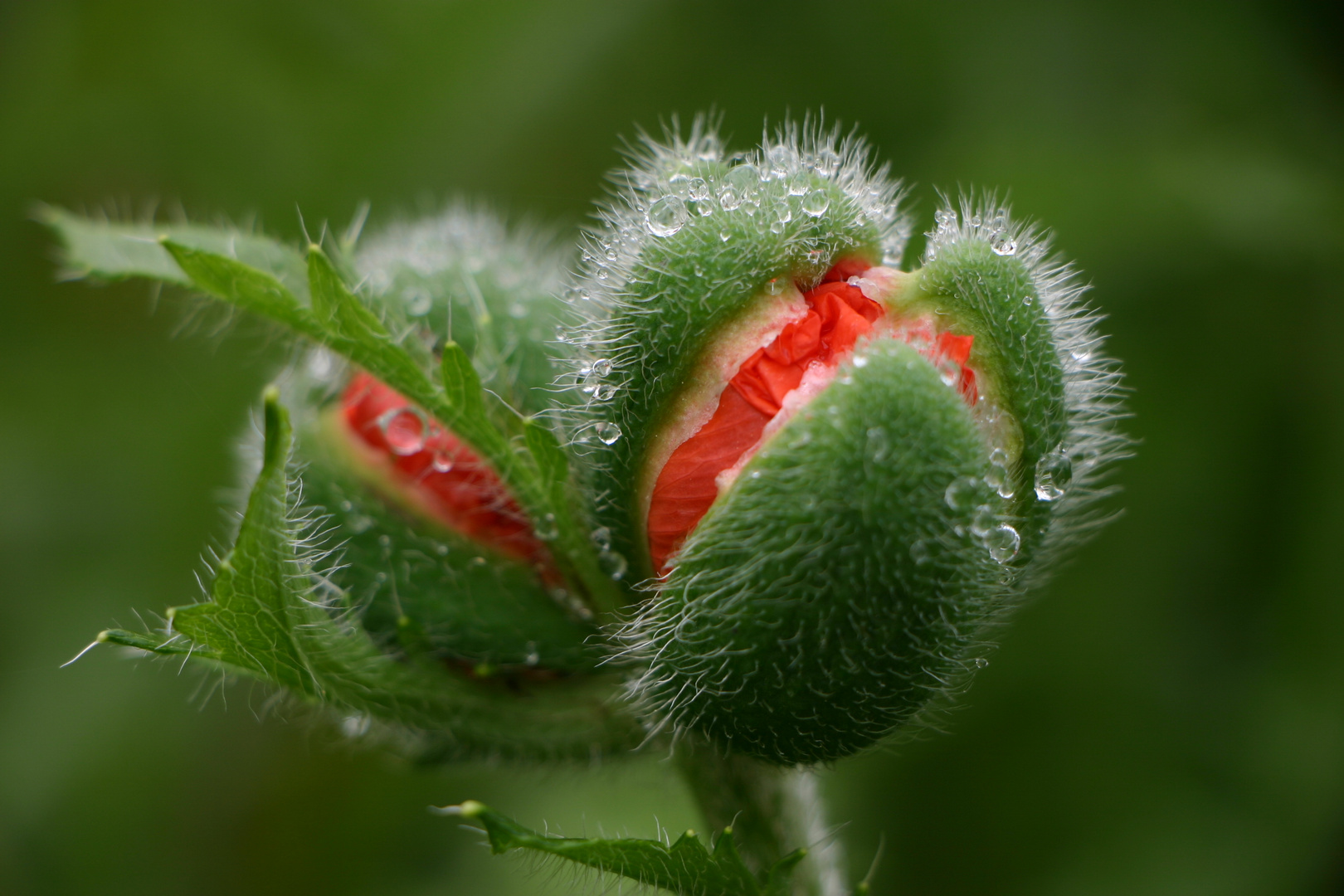 Der Mohn erwacht