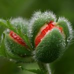 Der Mohn erwacht