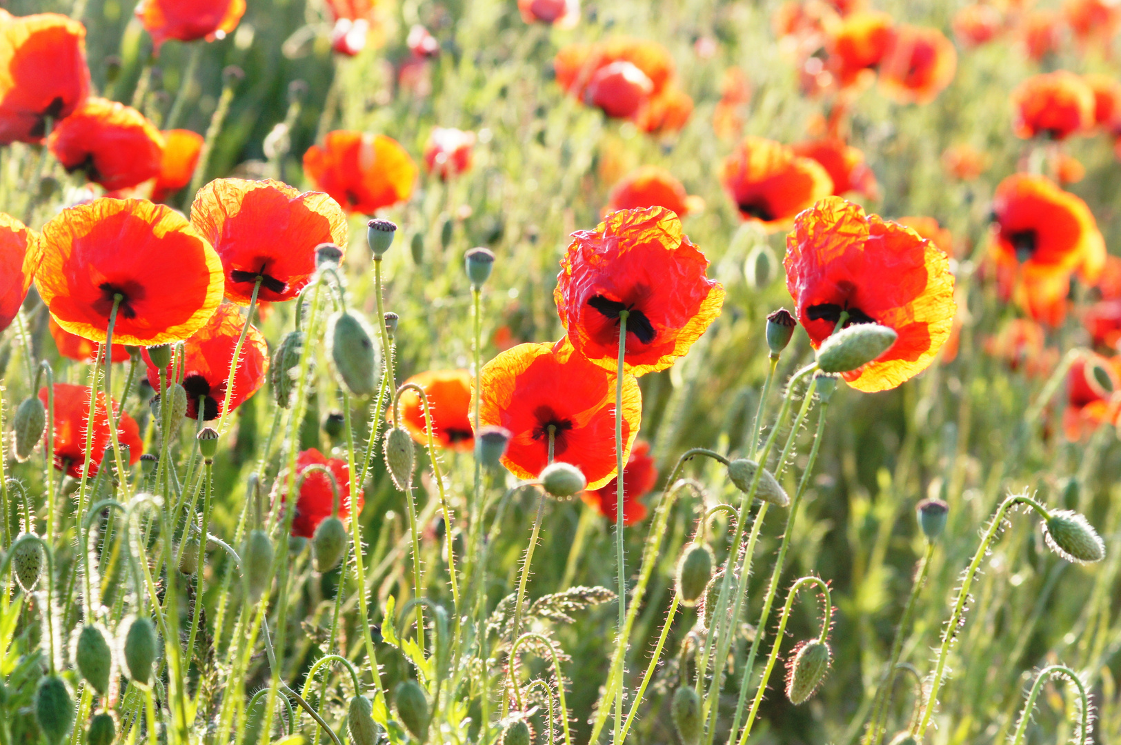 Der Mohn erwacht