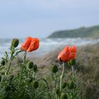 Der Mohn fängt langsam an zu blühen