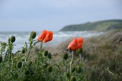 Der Mohn fängt langsam an zu blühen