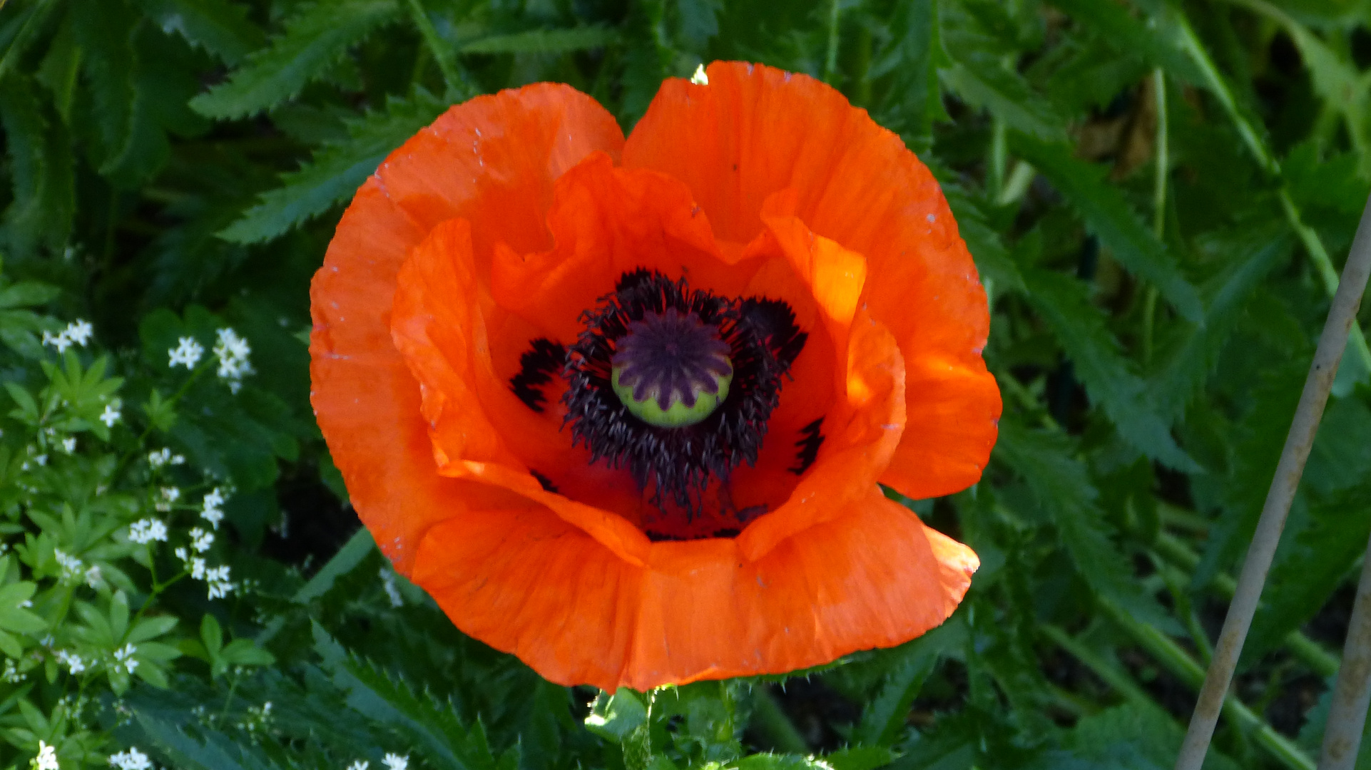 der Mohn  