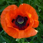 der Mohn  