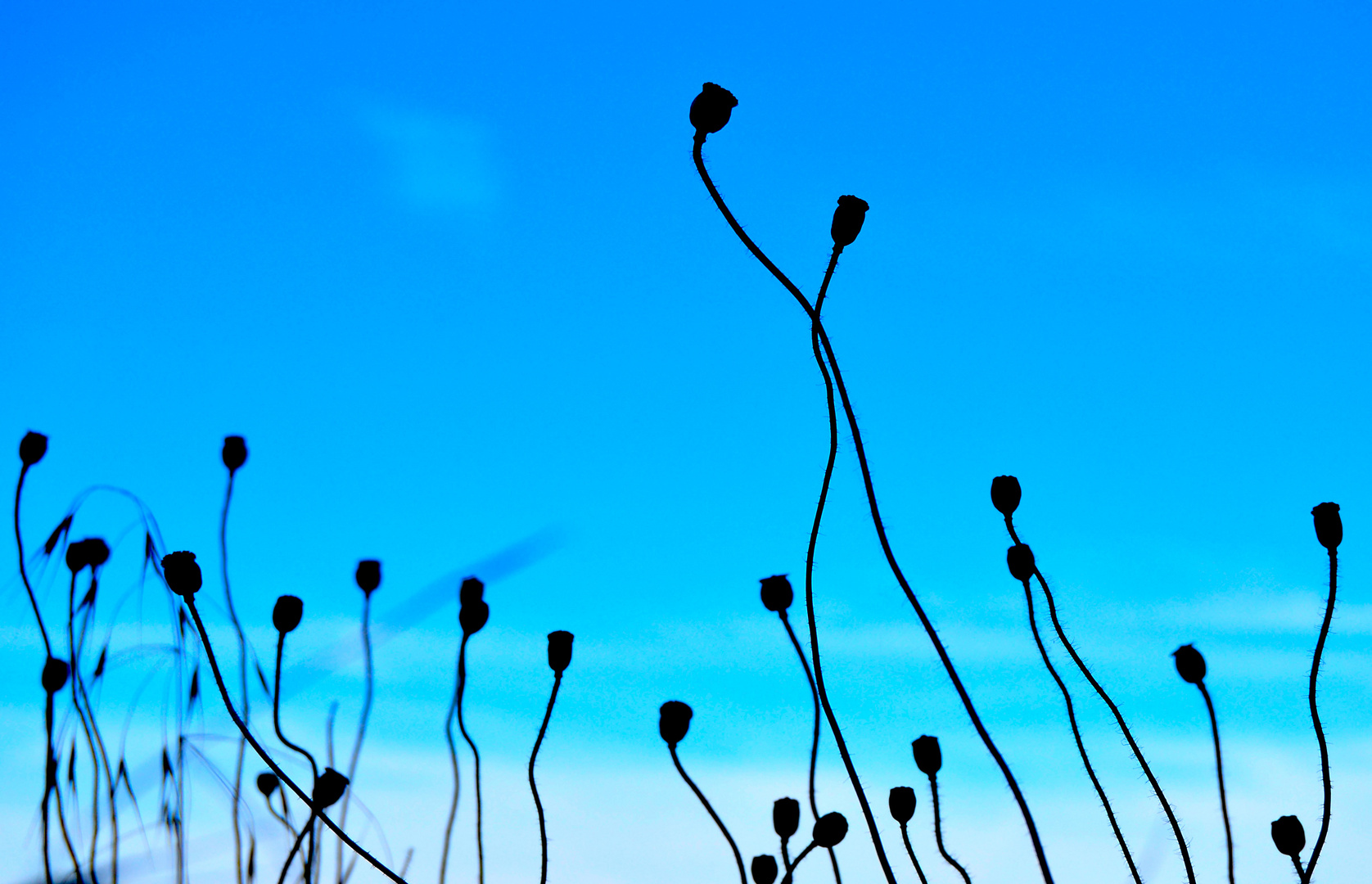 Der Mohn geht