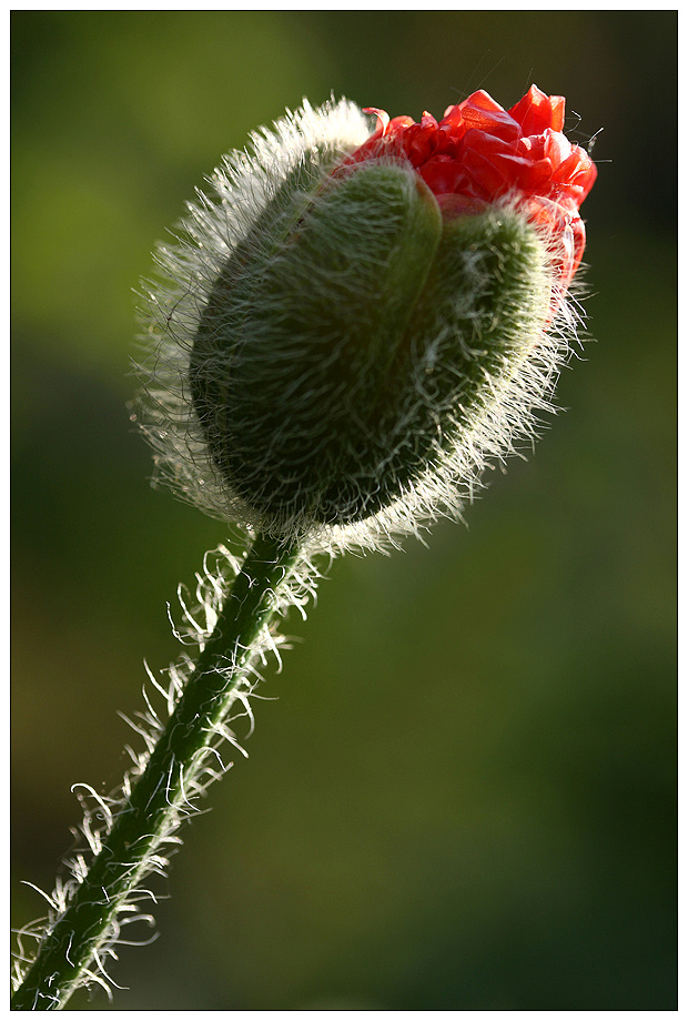 Der Mohn geht auf