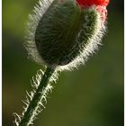 Der Mohn geht auf