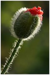 Der Mohn geht auf