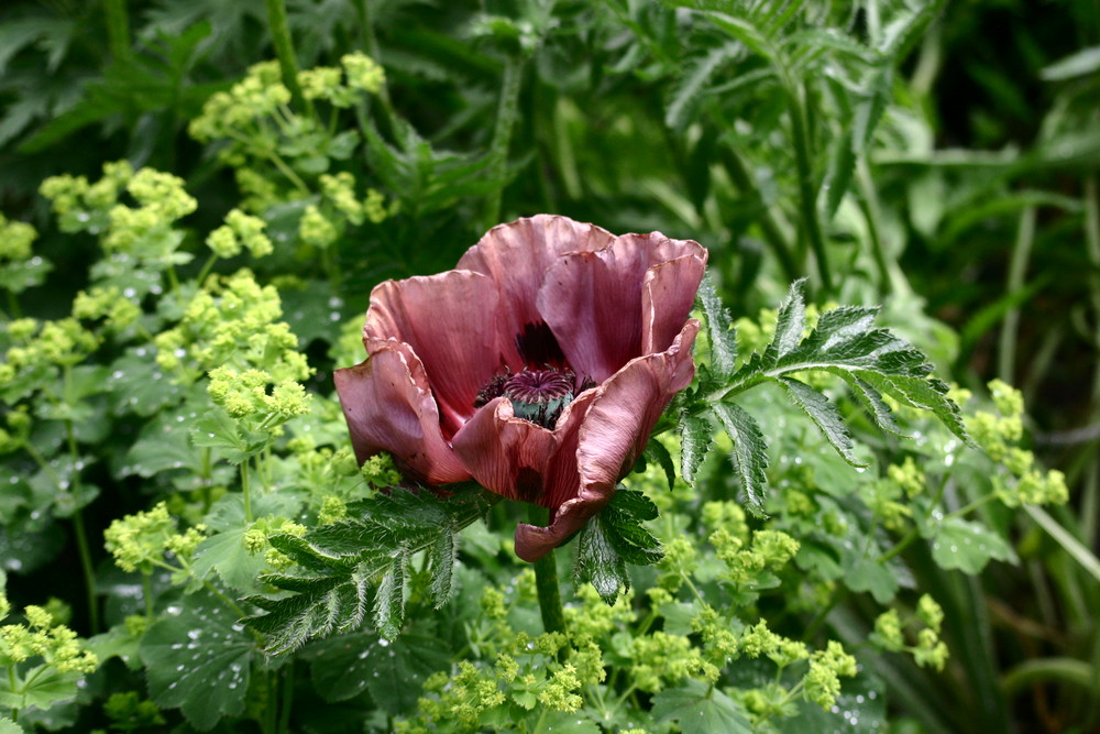 Der Mohn geht auf