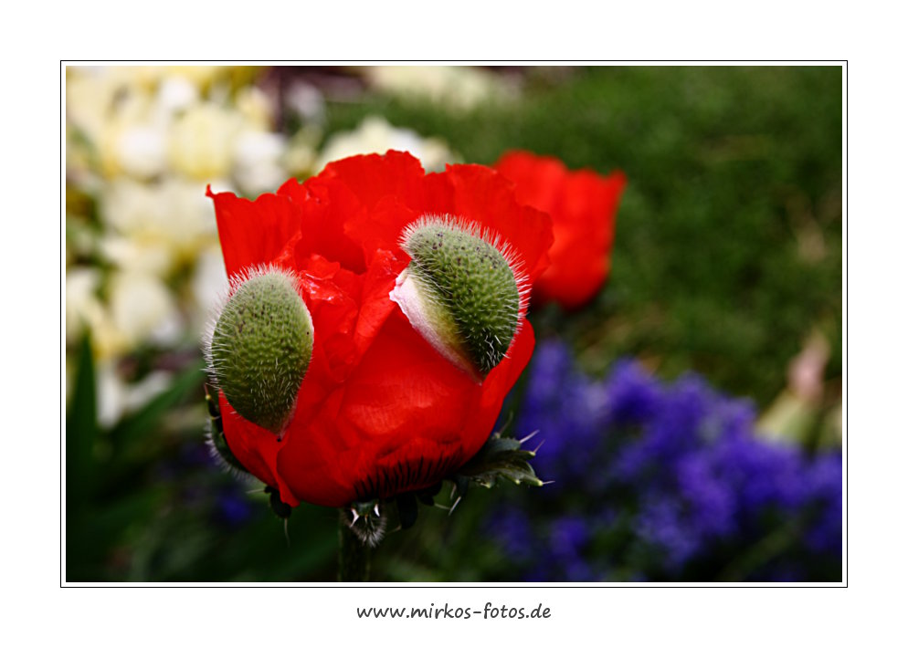 der Mohn geht auf