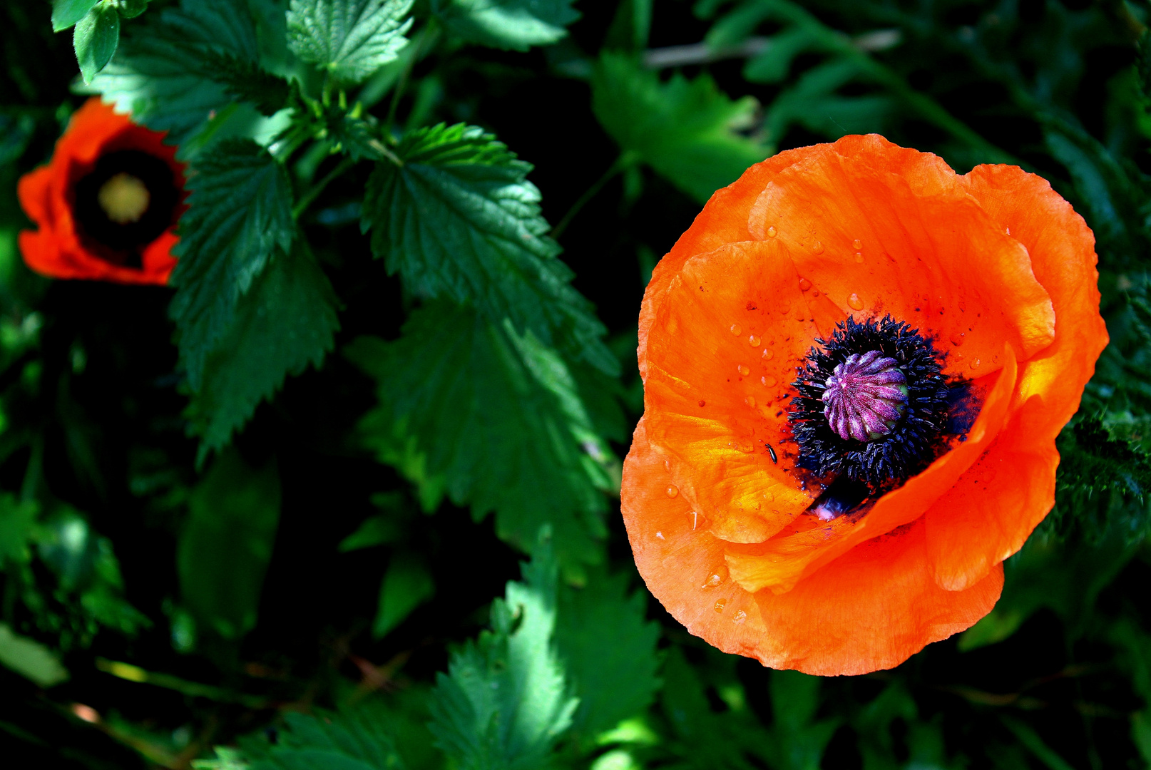 der Mohn gestern ...