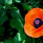 der Mohn gestern ...