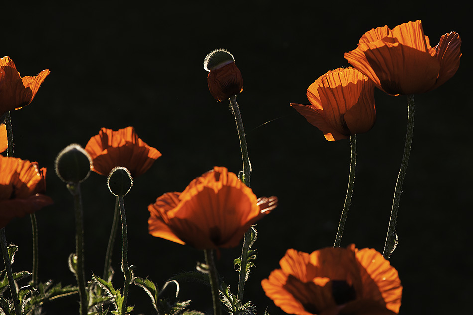 Der Mohn glüht