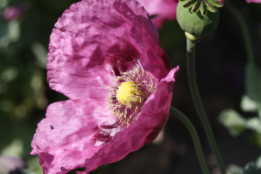 der Mohn hält noch durch