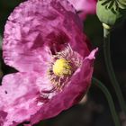 der Mohn hält noch durch