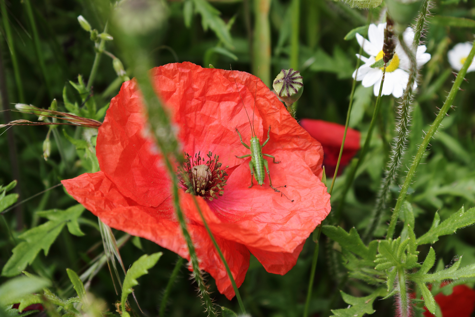 Der Mohn hat Besuch