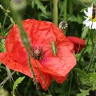 Der Mohn hat Besuch