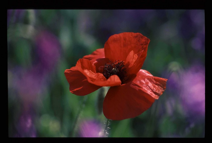 Der Mohn hat seine Schuldigkeit getan...