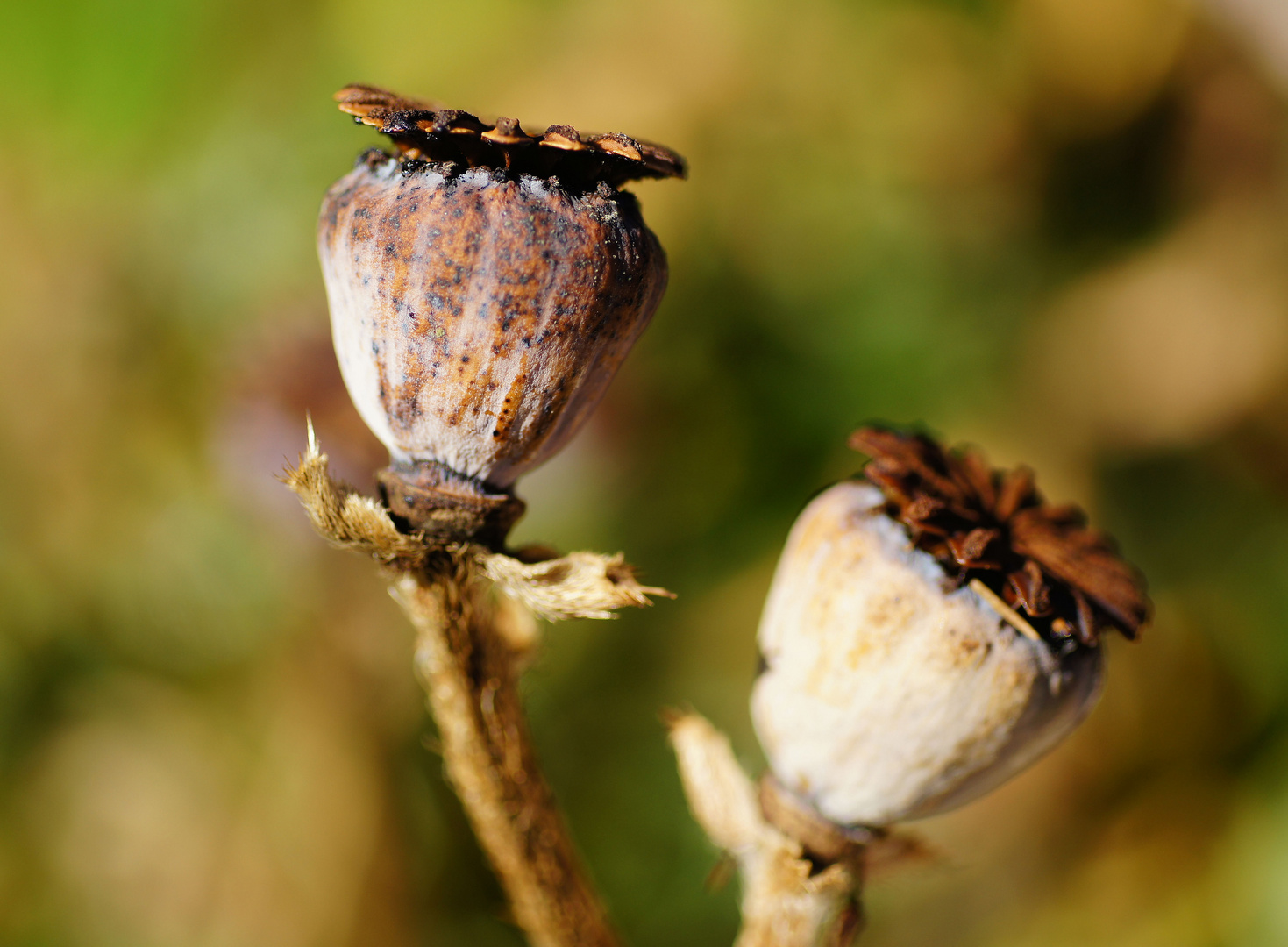 Der Mohn hat seine Schuldigkeit getan...