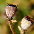 Der Mohn hat seine Schuldigkeit getan...