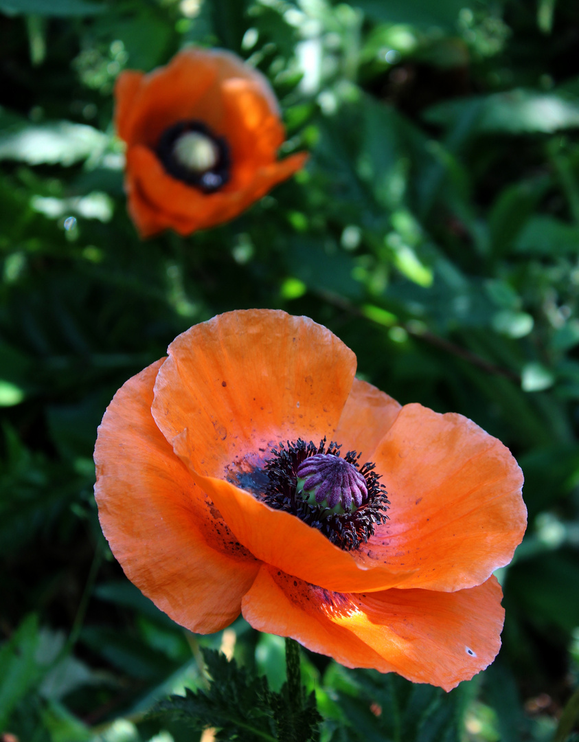 der Mohn heute ...