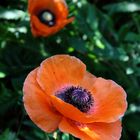 der Mohn heute ...