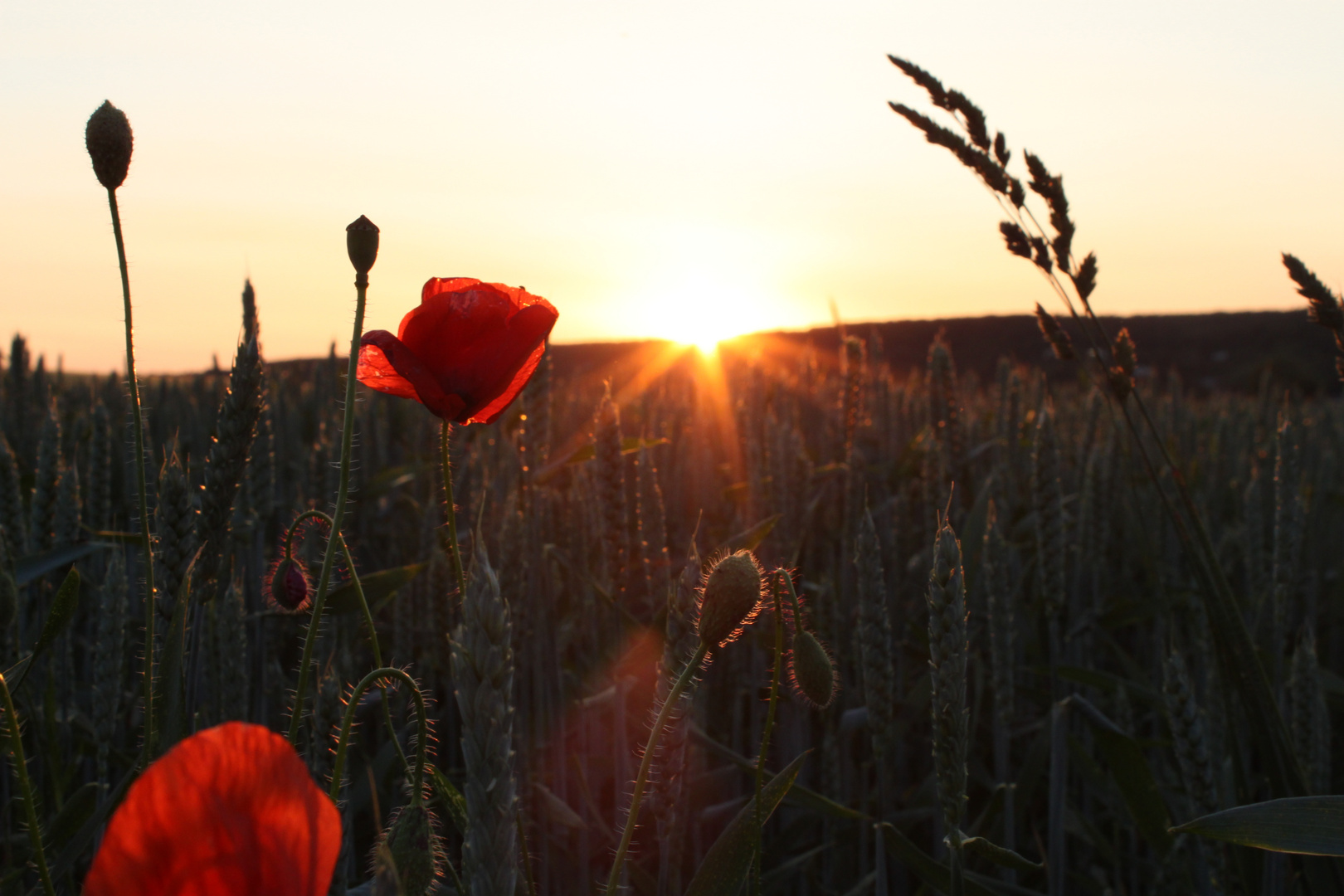 Der Mohn im Feld bei Sonnenuntergang