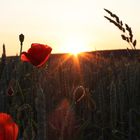 Der Mohn im Feld bei Sonnenuntergang