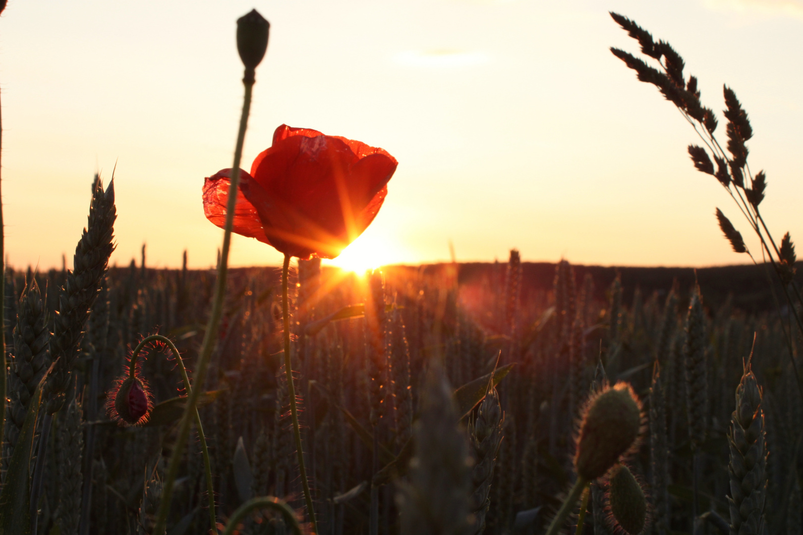 Der Mohn im Feld bei Sonnenuntergang 2