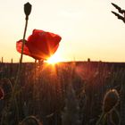 Der Mohn im Feld bei Sonnenuntergang 2