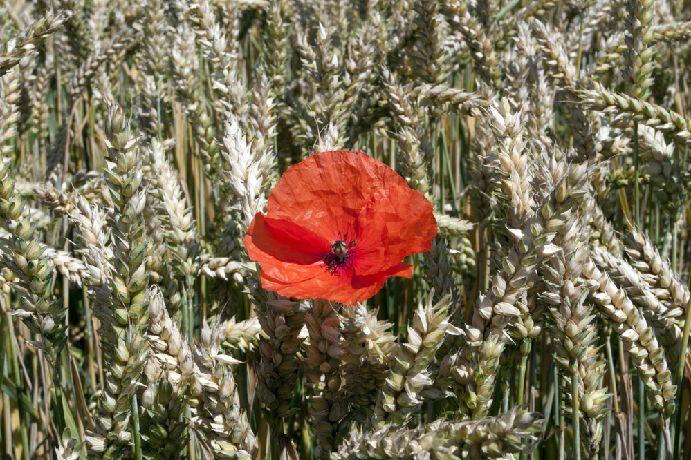 Der Mohn im Getreidefeld