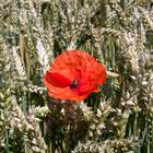 Der Mohn im Getreidefeld