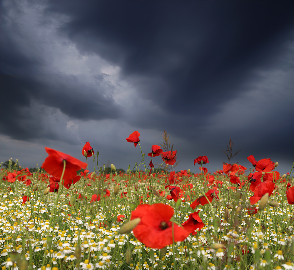 Der Mohn im Gewitter