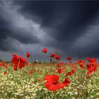 Der Mohn im Gewitter