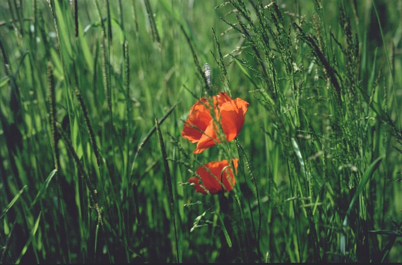 Der Mohn im Gras