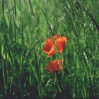 Der Mohn im Gras