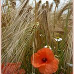 Der Mohn im Kornfeld