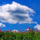 Der Mohn im Kornfeld ...