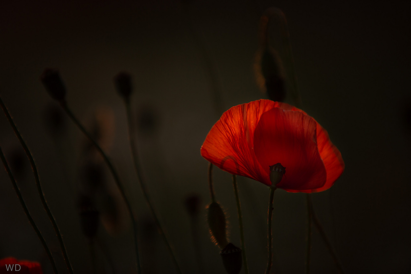 Der Mohn im letzten Licht