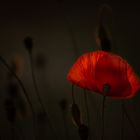 Der Mohn im letzten Licht