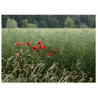 der Mohn im Rapsfeld