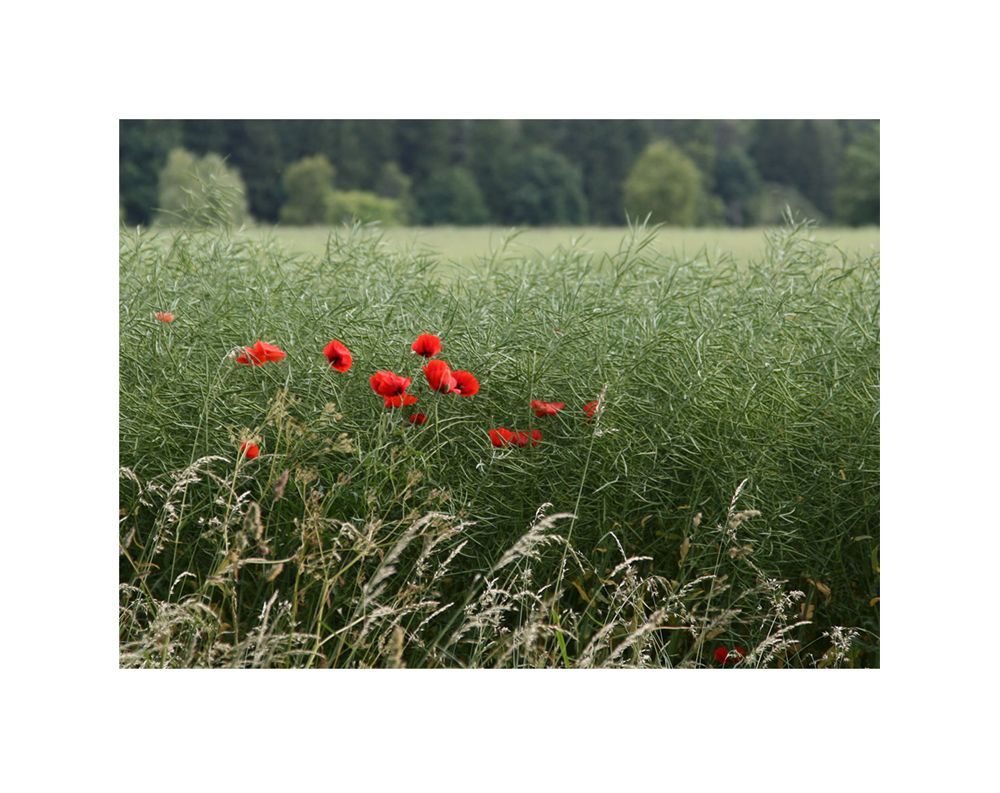 der Mohn im Rapsfeld