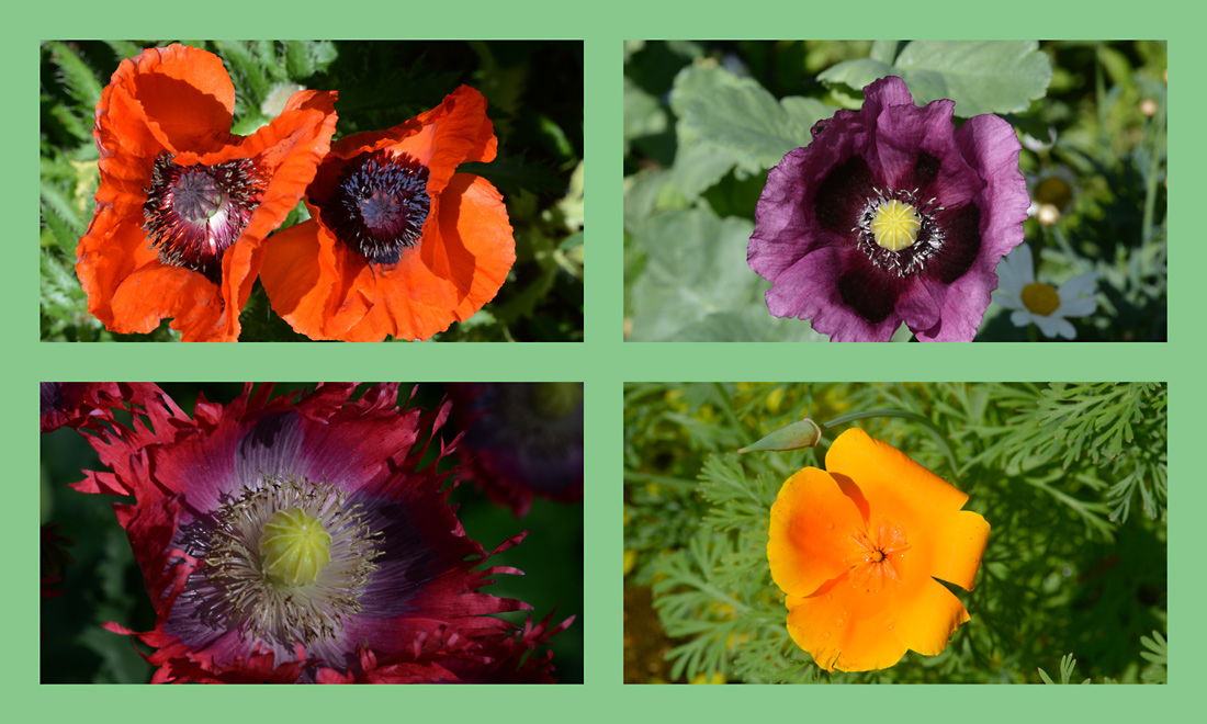 Der Mohn in meinem Garten