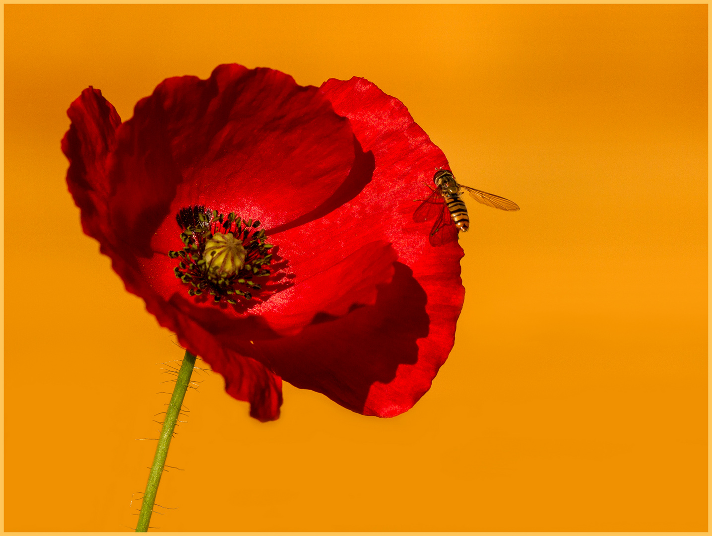 Der Mohn in meinem Garten...