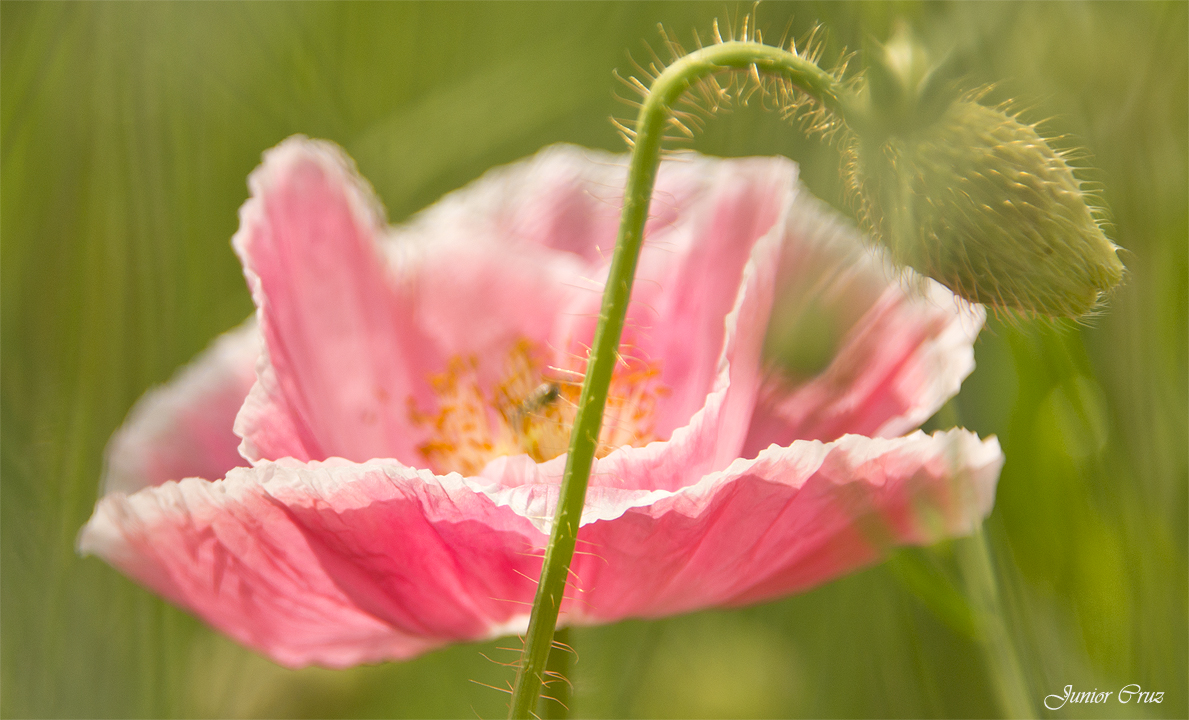 Der Mohn in rosa